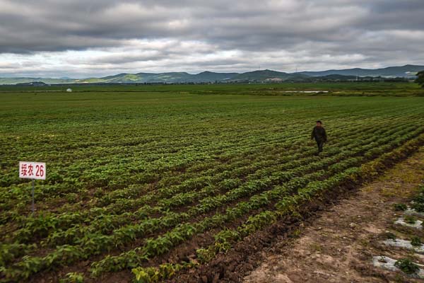 政策與科技齊發力 破解大豆擴產難——吉林多地擴種大豆見聞