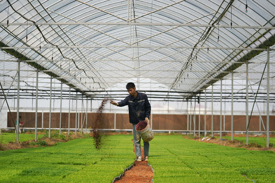 稻田喂魚養蝦促增收　機械化種植降成本